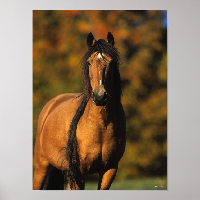 Bob Langrish | Chocktaw Pony Stehend Headshot Poster (Vorne)