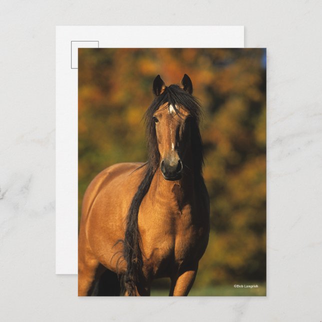 Bob Langrish | Chocktaw Pony Stehend Headshot Postkarte (Vorne/Hinten)