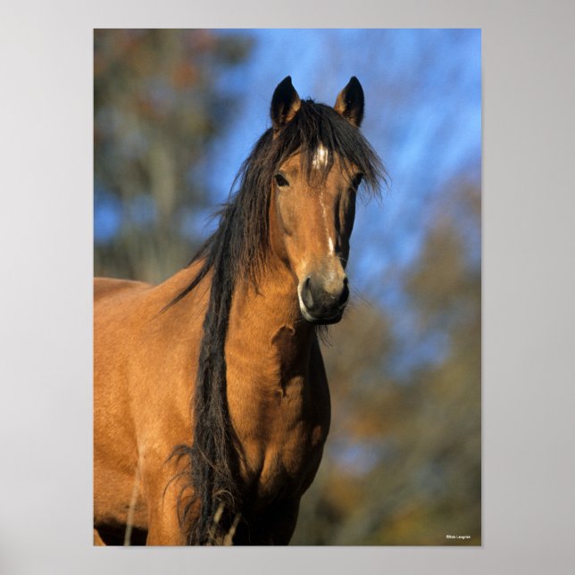 Bob Langrish | Choctaw Pony Headshot Poster (Vorne)