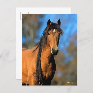 Bob Langrish   Choctaw Pony Headshot Postkarte