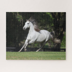 Bob Langrish   Daple Gray Andalucian Running Puzzle