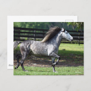 Bob Langrish   Daple Gray Lusitano Stallion Postkarte