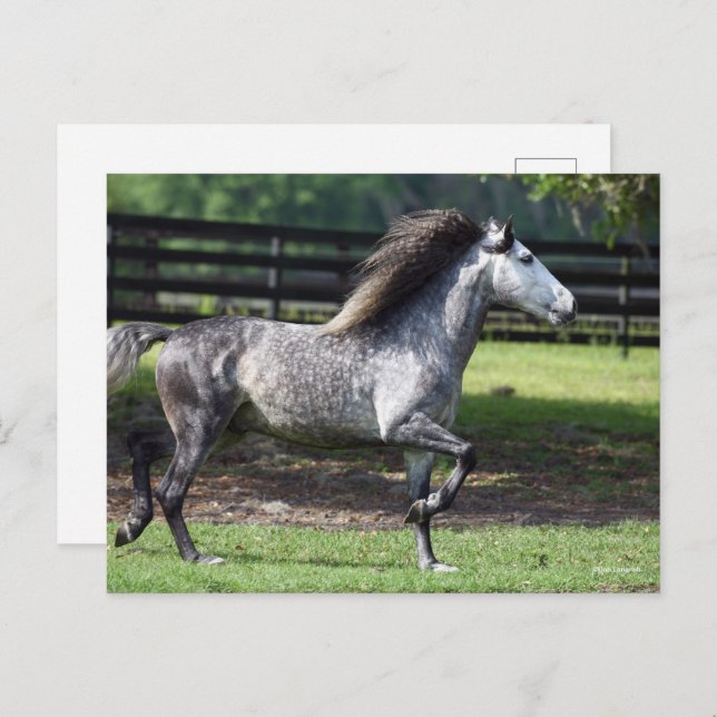 Bob Langrish | Daple Gray Lusitano Stallion Postkarte (Vorne/Hinten)
