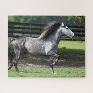 Bob Langrish Daple Gray Lusitano Stallion Puzzle