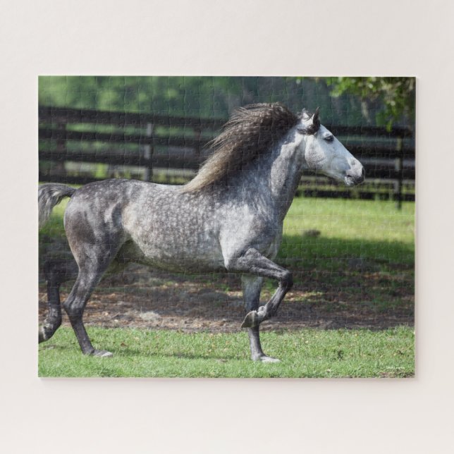 Bob Langrish | Daple Gray Lusitano Stallion Puzzle (Horizontal)