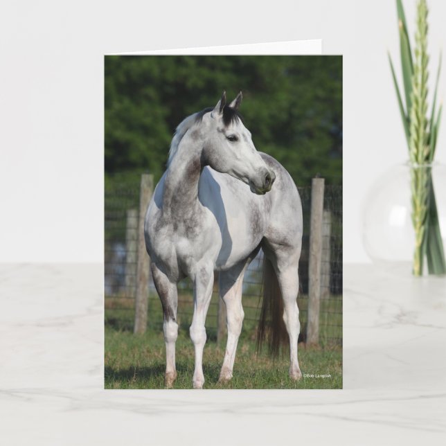 Bob Langrish | Daple Gray Quarter Horse Stehend Karte (Vorderseite)