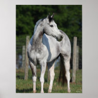 Bob Langrish | Daple Gray Quarter Horse Stehend
