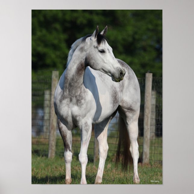 Bob Langrish | Daple Gray Quarter Horse Stehend Poster (Vorne)