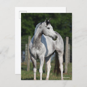 Bob Langrish   Daple Gray Quarter Horse Stehend Postkarte