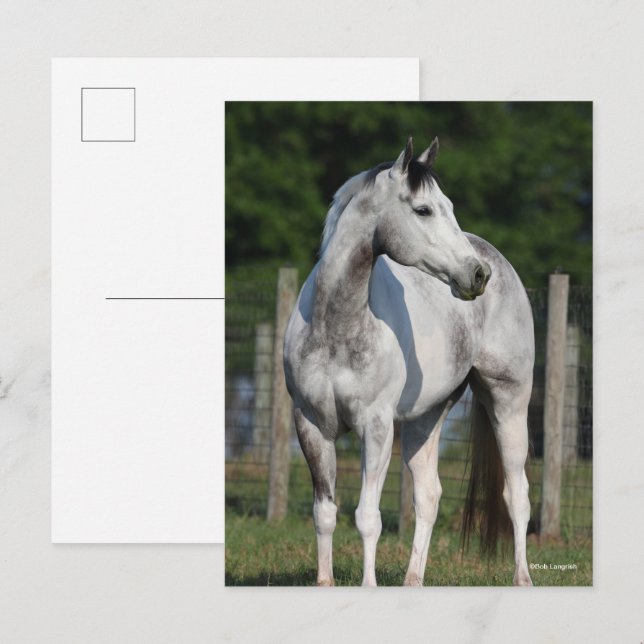 Bob Langrish | Daple Gray Quarter Horse Stehend Postkarte (Vorne/Hinten)