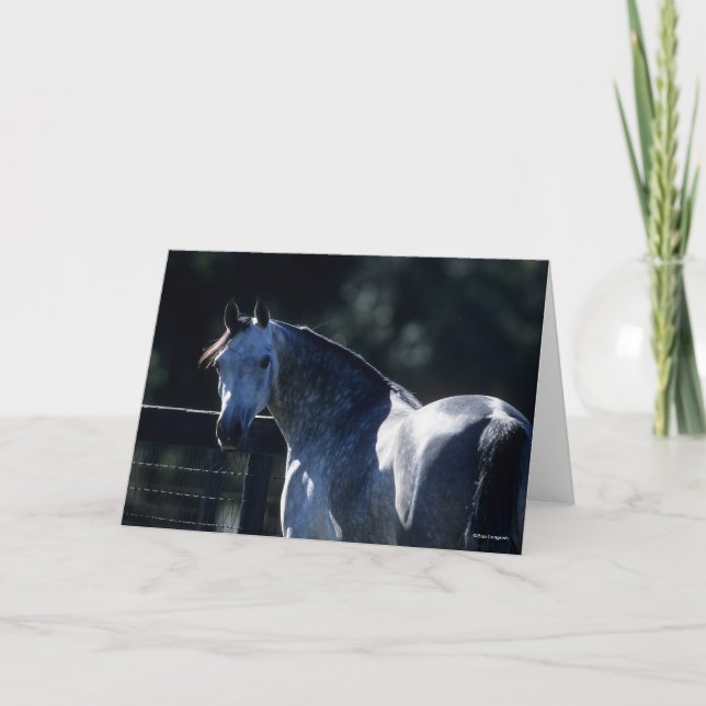 Bob Langrish | Dappel Gray Arab Headshot Backlit Karte (Vorderseite)