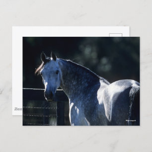 Bob Langrish   Dappel Gray Arab Headshot Backlit Postkarte