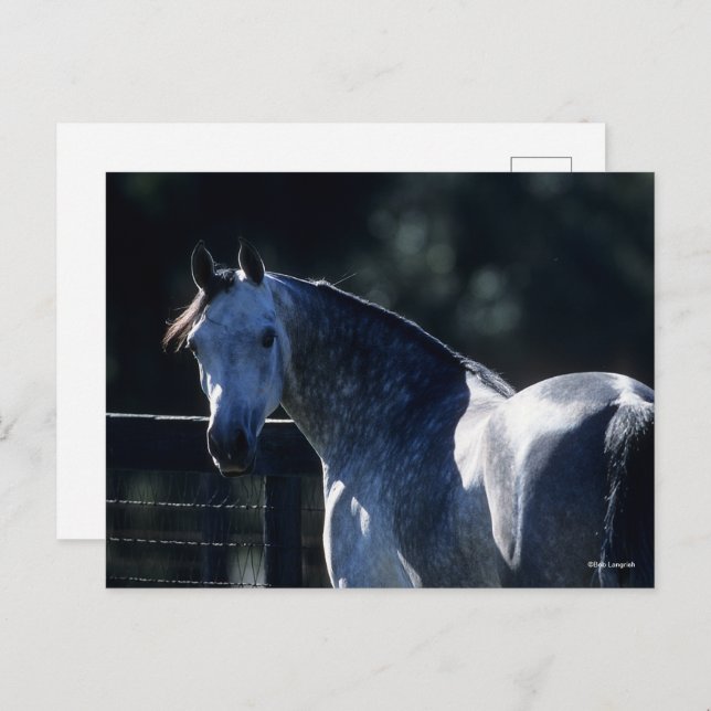 Bob Langrish | Dappel Gray Arab Headshot Backlit Postkarte (Vorne/Hinten)