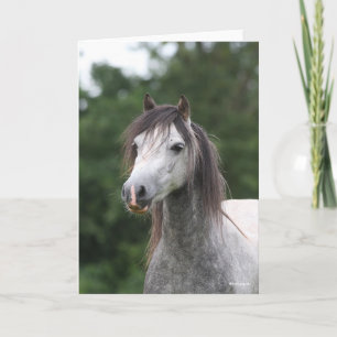 Bob Langrish   Dapple Gray Welsh Pony Headshot Karte