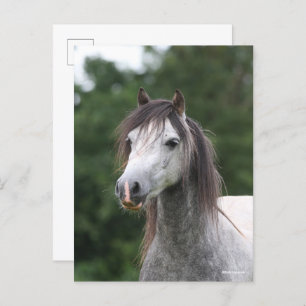 Bob Langrish   Dapple Gray Welsh Pony Headshot Postkarte