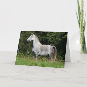 Bob Langrish   Dapple Gray Welsh Pony Stehend Karte