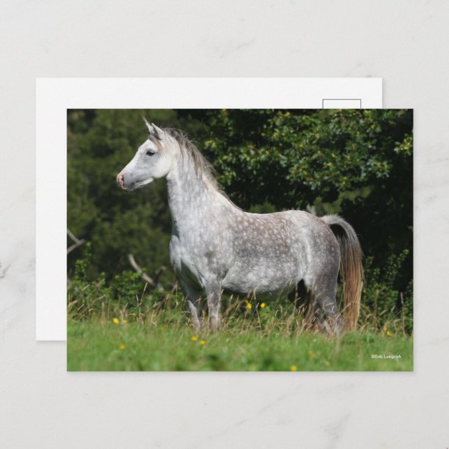 Bob Langrish | Dapple Gray Welsh Pony Stehend Postkarte (Vorne/Hinten)