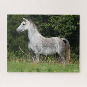 Bob Langrish   Dapple Gray Welsh Pony Stehend Puzzle