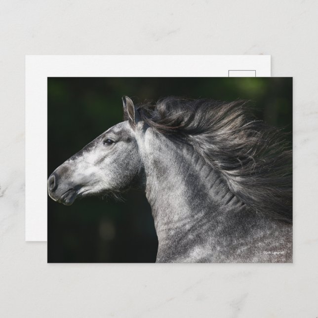 Bob Langrish | Dapple Grey Andalucian headshot Postkarte (Vorne/Hinten)