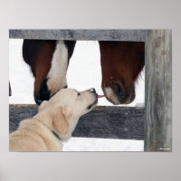 Bob Langrish | Dog Licking Horses Nose