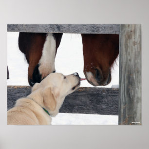 Bob Langrish   Dog Licking Horses Nose Poster