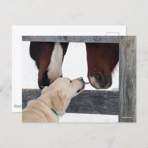 Bob Langrish Dog Licking Horses Nose Postkarte