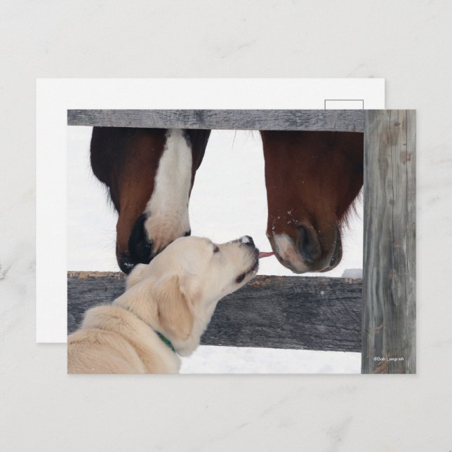 Bob Langrish | Dog Licking Horses Nose Postkarte (Vorne/Hinten)
