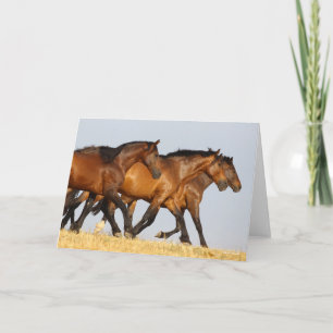 Bob Langrish   Drei andalusische Mares laufen Karte