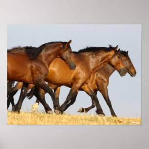 Bob Langrish   Drei andalusische Mares laufen Poster
