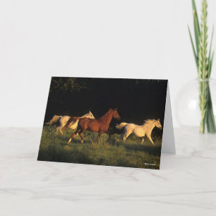 Bob Langrish drei Araber, die im Abend leuchten Karte