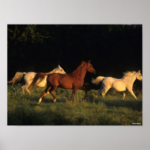 Bob Langrish drei Araber, die im Abend leuchten Poster