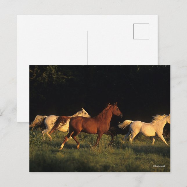 Bob Langrish drei Araber, die im Abend leuchten Postkarte (Vorne/Hinten)