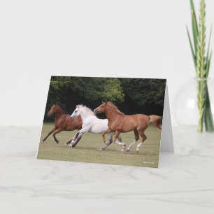 Bob Langrish   Drei Arabische Pferde, die zusammen Karte