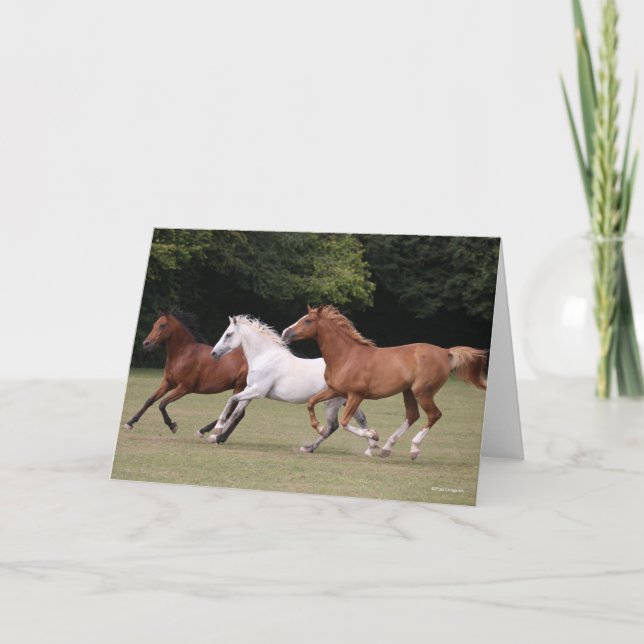 Bob Langrish | Drei Arabische Pferde, die zusammen Karte (Vorderseite)