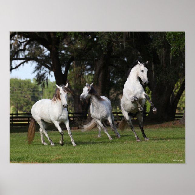 Bob Langrish | Drei graue andalusische Ärzte sprin Poster (Vorne)