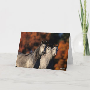 Bob Langrish   Drei graue Araber Stehend zusammen Karte