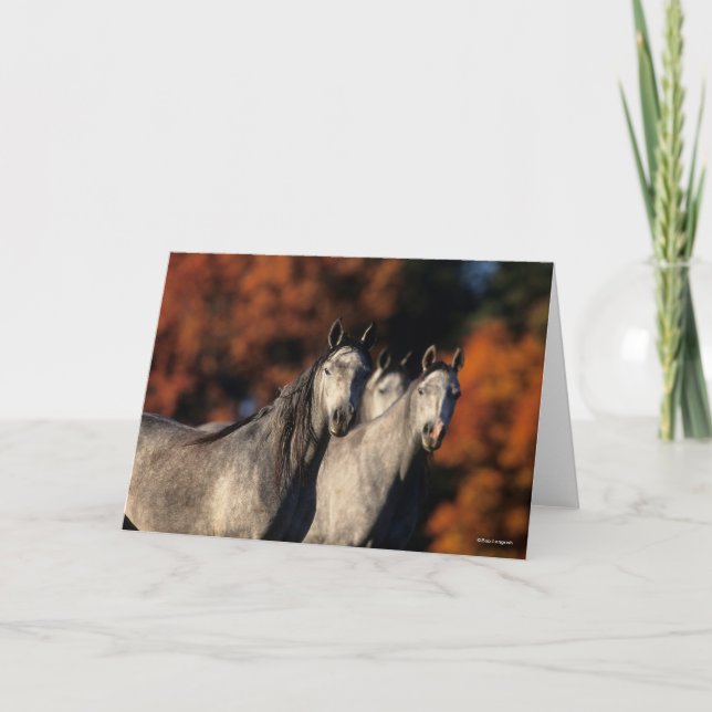 Bob Langrish | Drei graue Araber Stehend zusammen Karte (Vorderseite)