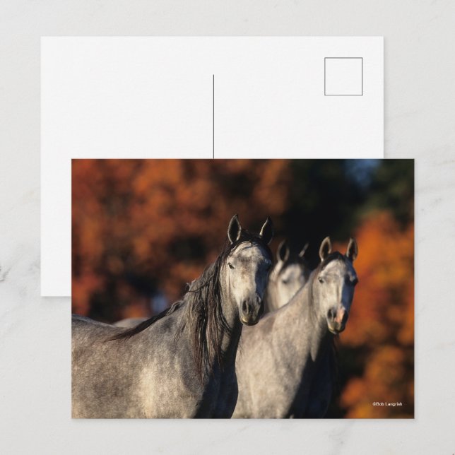 Bob Langrish | Drei graue Araber Stehend zusammen Postkarte (Vorne/Hinten)
