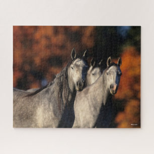 Bob Langrish   Drei graue Araber Stehend zusammen Puzzle
