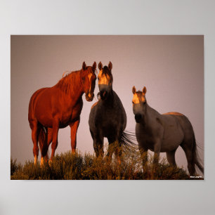 Bob Langrish   Drei in Sonnenuntergang Stehende Ar Poster