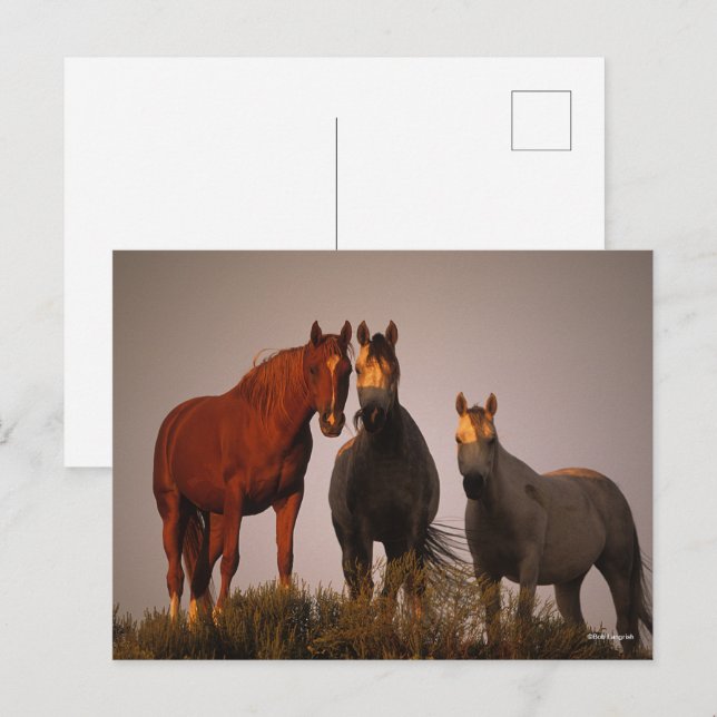 Bob Langrish | Drei in Sonnenuntergang Stehende Ar Postkarte (Vorne/Hinten)