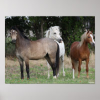 Bob Langrish | Drei miteinander Stehende Ponys