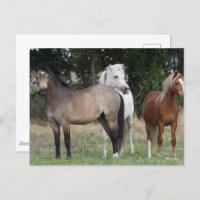 Bob Langrish | Drei miteinander Stehende Ponys