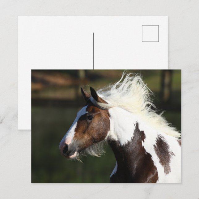 Bob Langrish | Drum Horse Headshot Postkarte (Vorne/Hinten)