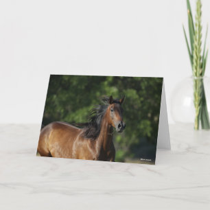 Bob Langrish   Dunkler Bay Quarter Horse Headshot Karte