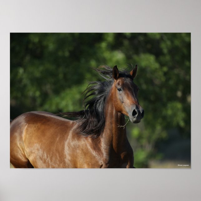Bob Langrish | Dunkler Bay Quarter Horse Headshot Poster (Vorne)