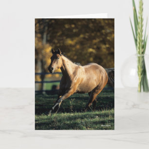 Bob Langrish   Durchlaufpferd im Dun Quarter Karte