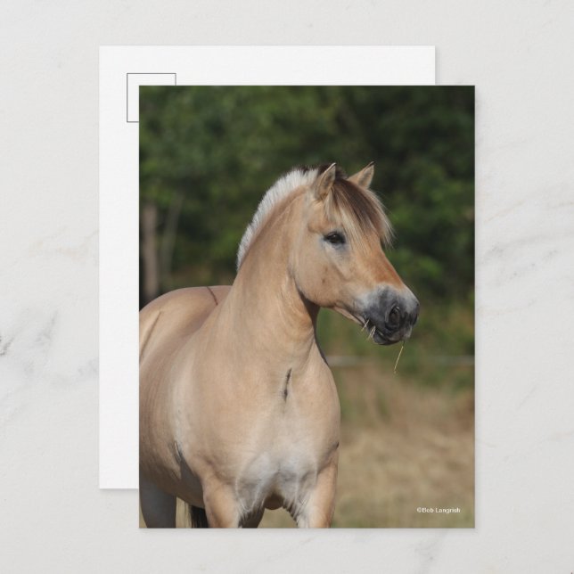 Bob Langrish | Fjord Horse Standing Headshot Postkarte (Vorne/Hinten)