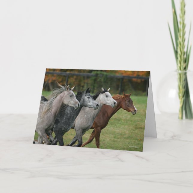 Bob Langrish | Four Arab Horses Racing Headshot Karte (Vorderseite)