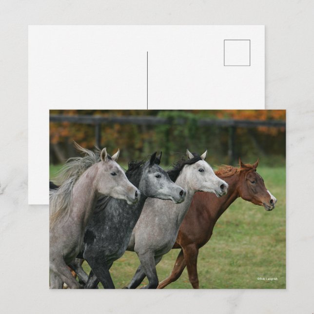 Bob Langrish | Four Arab Horses Racing Headshot Postkarte (Vorne/Hinten)